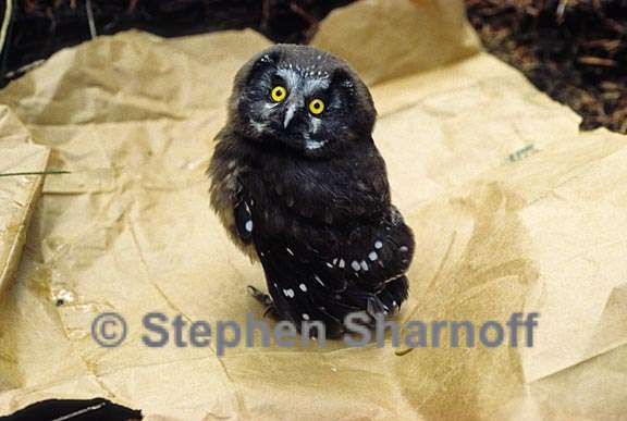 boreal owl baby graphic